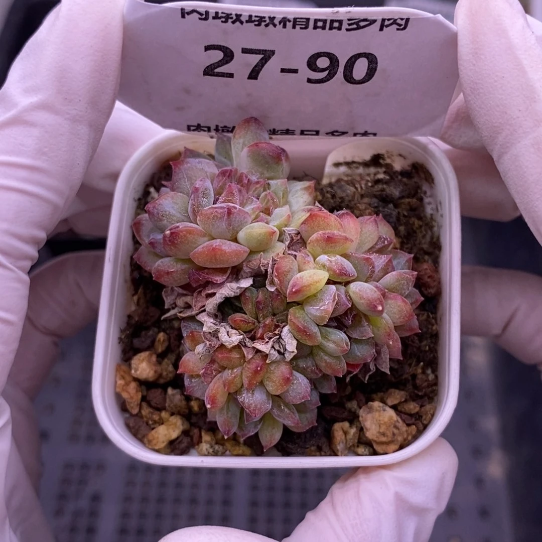 【闪购商品】27-90阿甘缀