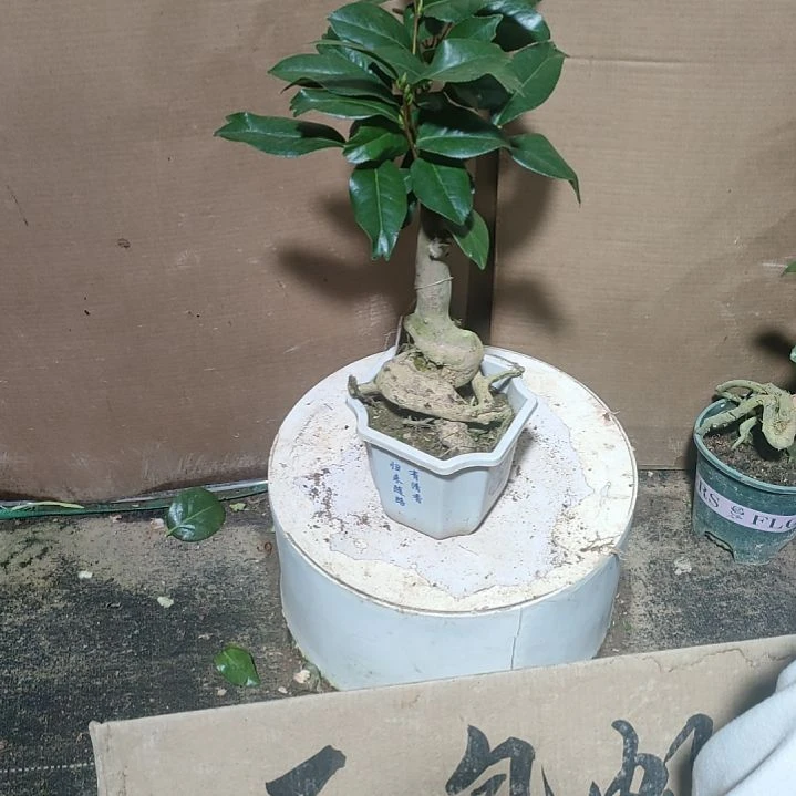 535鱼尾茶，原盆原土发货，不包邮