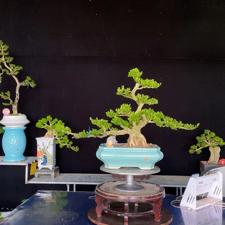 无花朵天**客广东皱皮雀舌黄杨