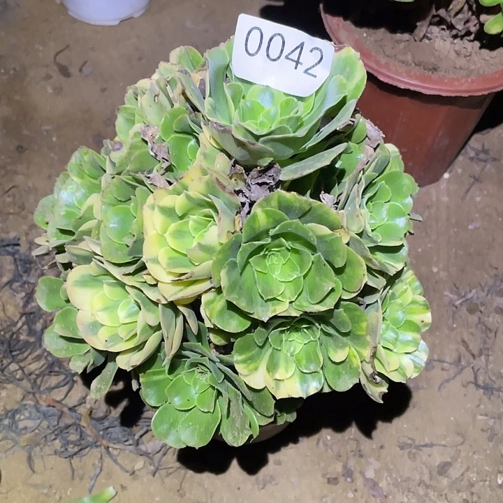 多肉植物法师42五彩琉璃