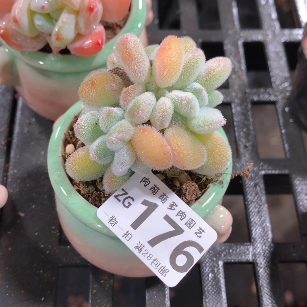 肉萌萌拇指盆精控多肉ZG176