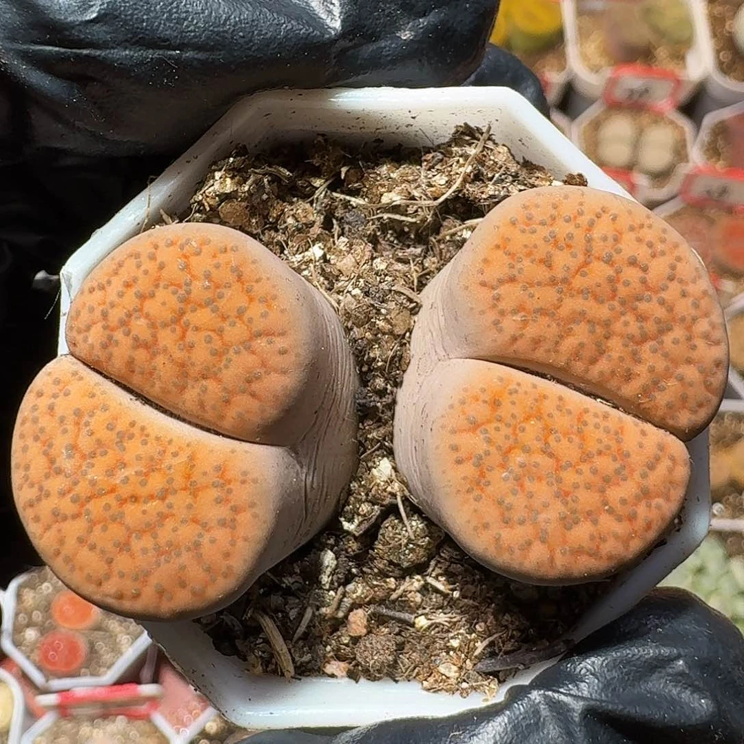 生石花等植物111111111。  212