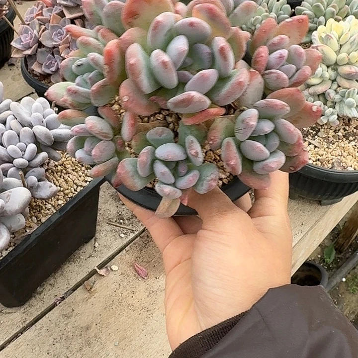 水***间灰姑娘多set植物精华