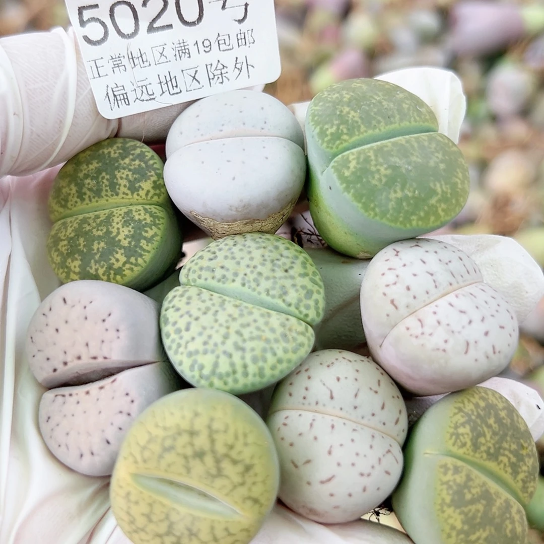 5020 好养易活生石花大母本9个2.5cm左右部分侧面老疤特价