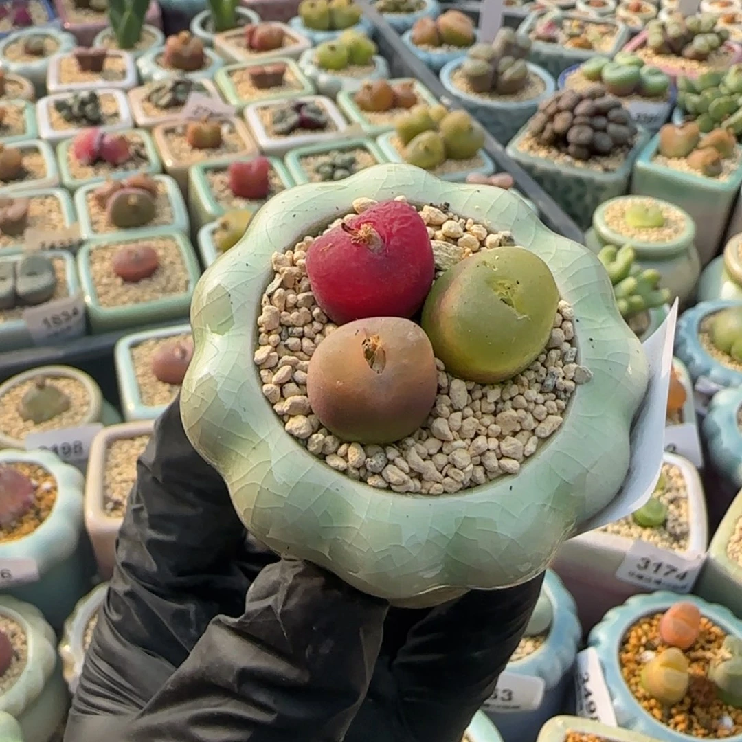 3521 -一物一拍 带盆