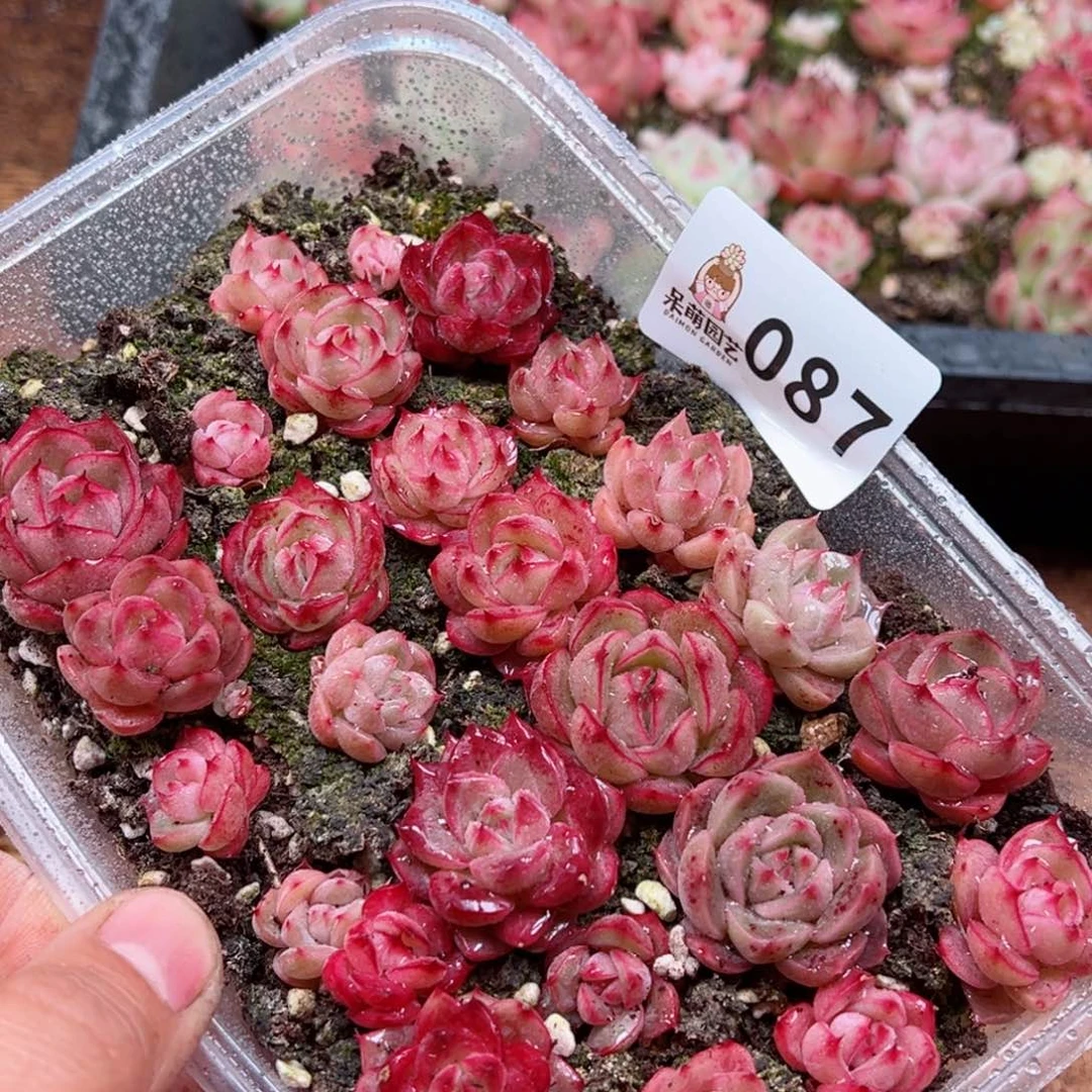 多肉植物多肉植物