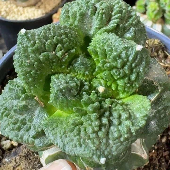 无花朵苗接哥怒761