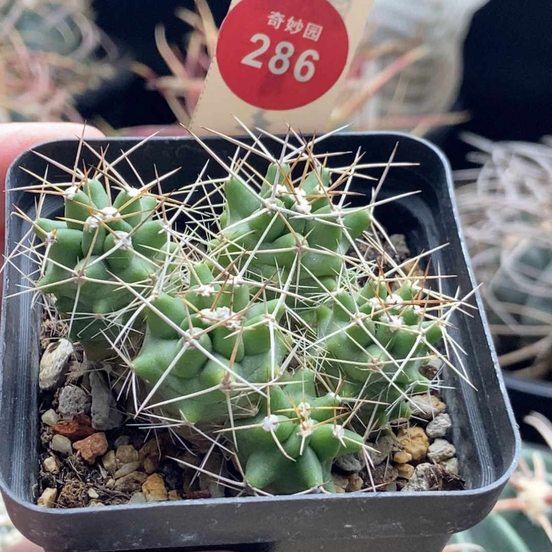 实生五头篝火虾群一颗