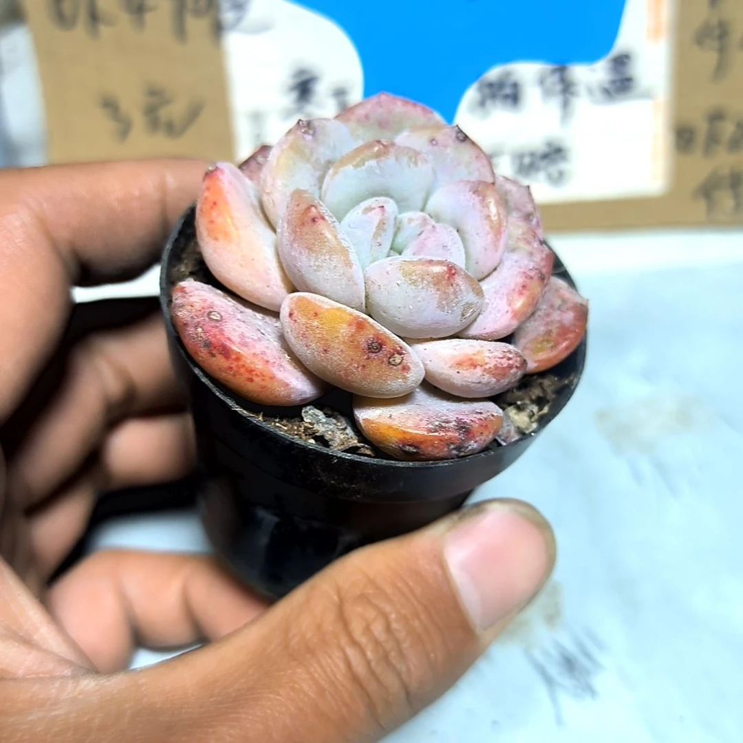 满6元包邮，仙女橙福利