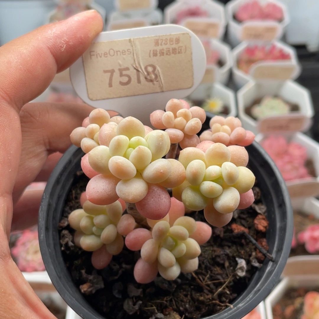 鱼子酱7518-7厘米