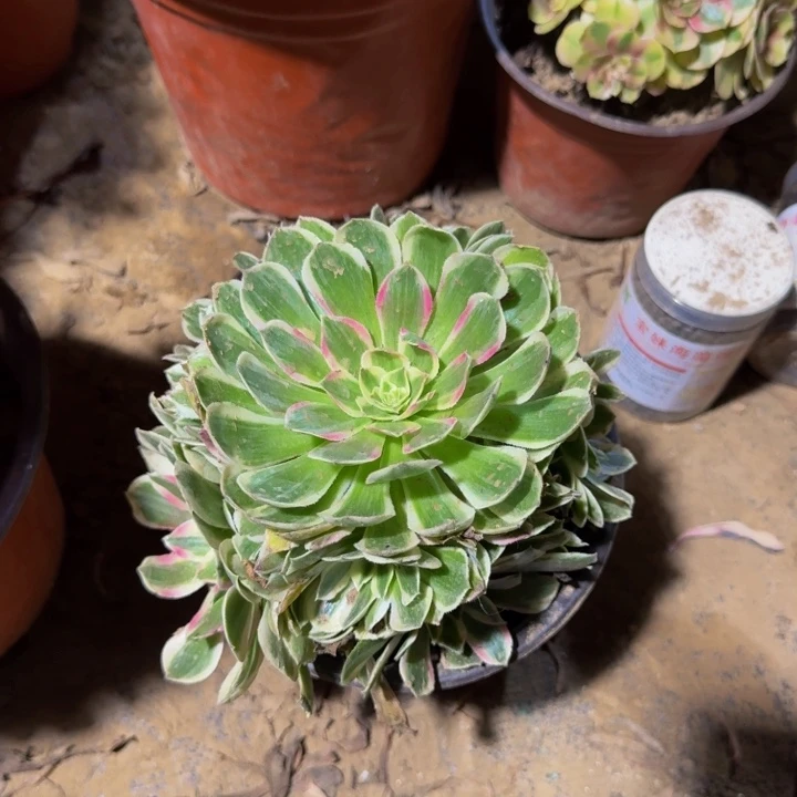 孔雀翎脱土发货9.9