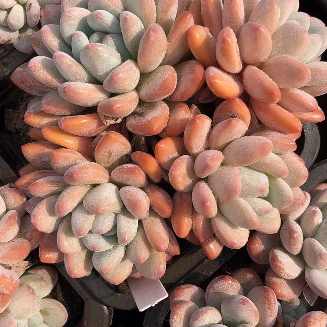 寄养链接的肉肉的肉肉