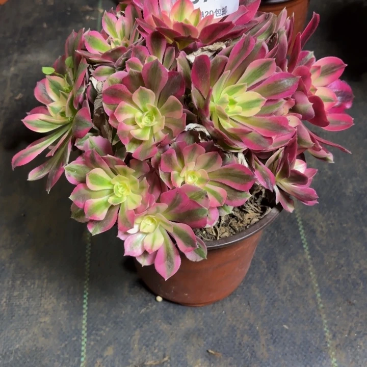 瑞妈，，。。。。726女巫，