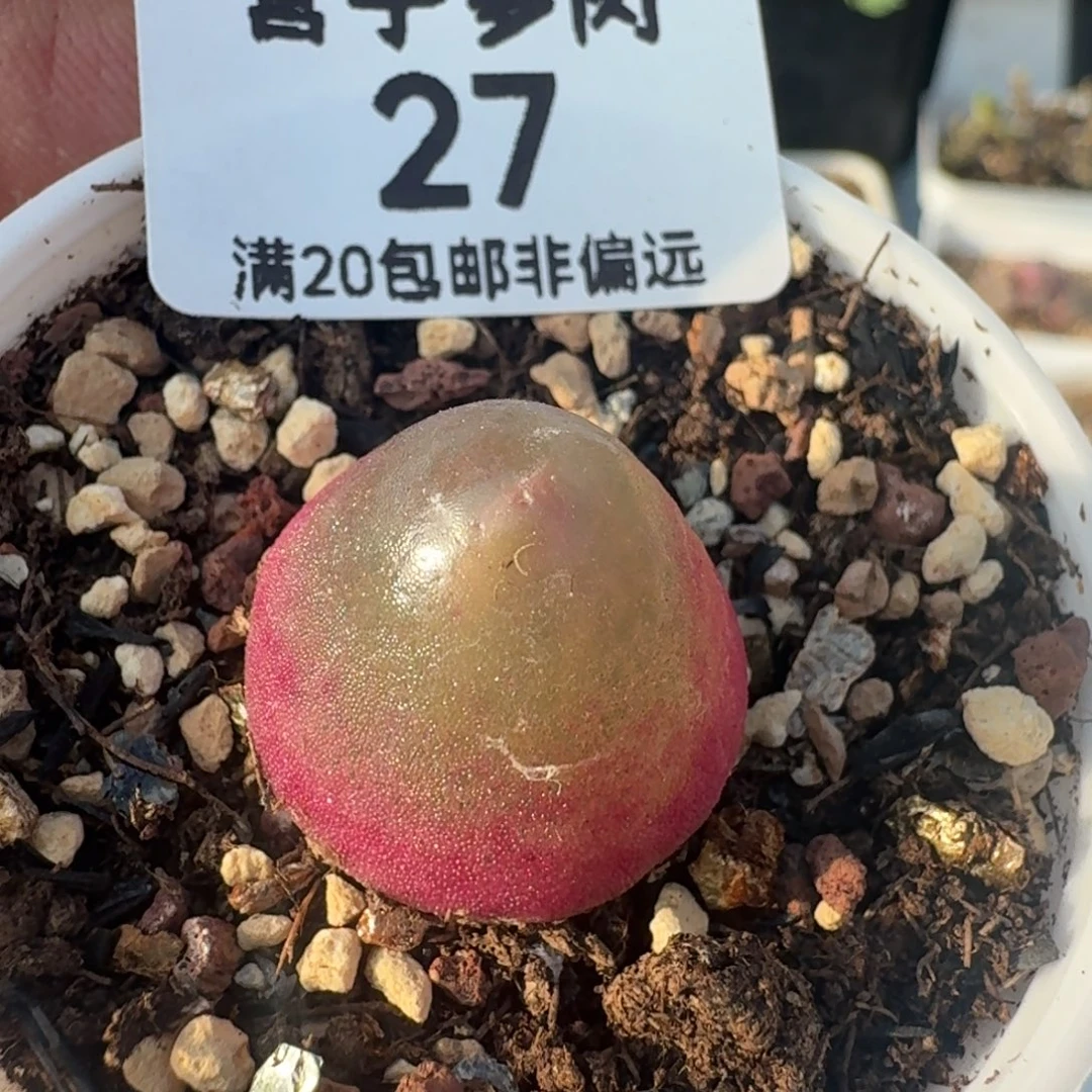 灯泡带盆土。  1.9➕。