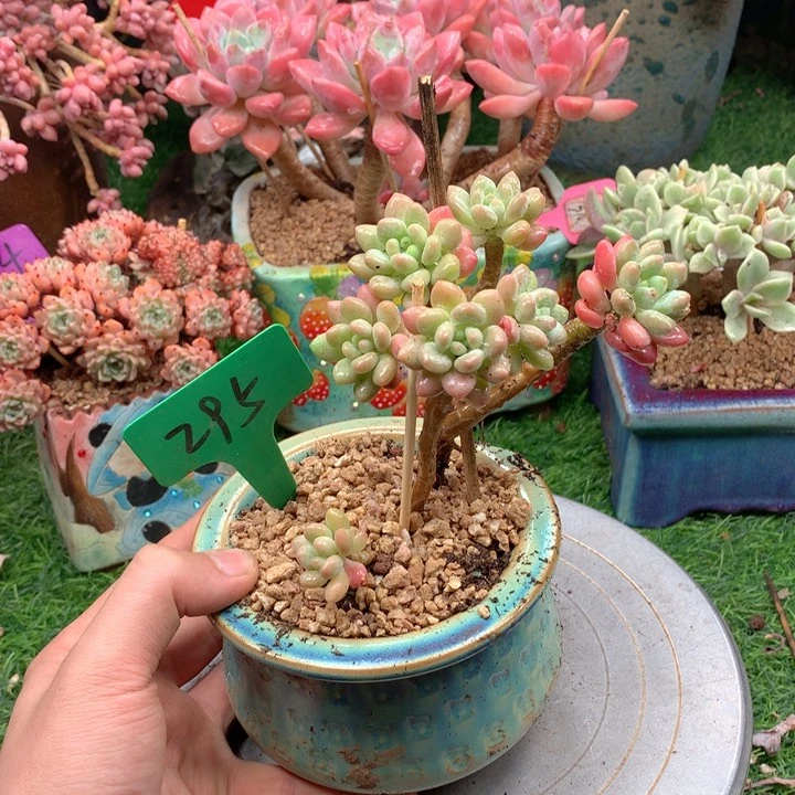 多肉植物一物一拍295