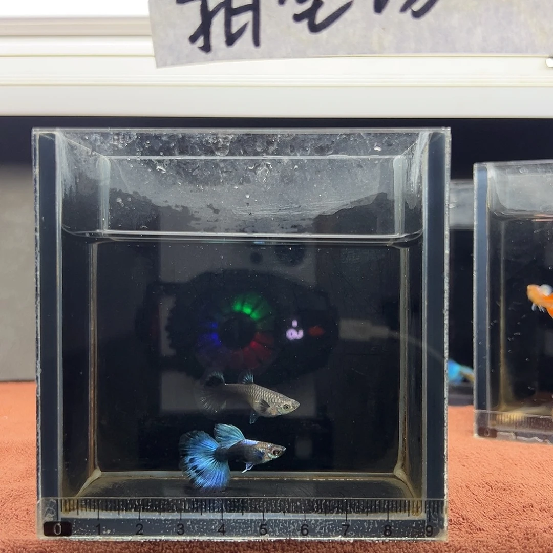 孔雀鱼蓝礼服半月尾一对