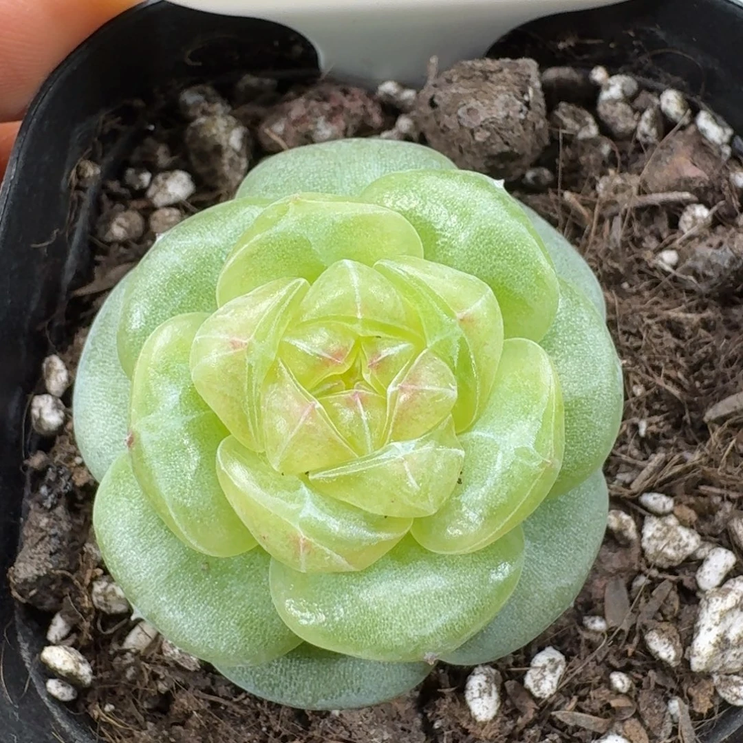 叶***碎1102-010-6028单头