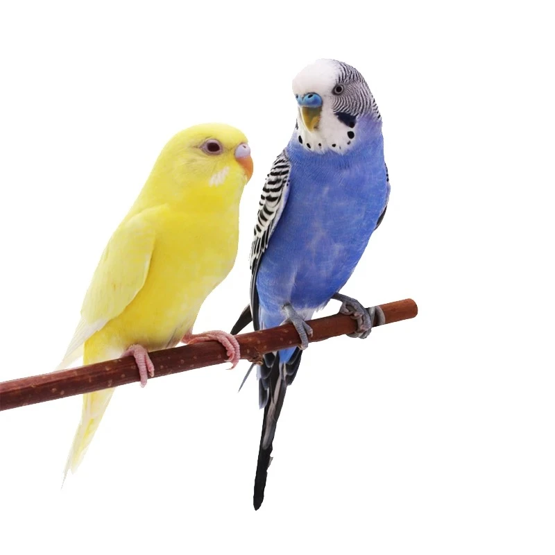 2只虎皮鹦鹉 一对会学说话宠物鸟观赏鸟虎皮鹦鹉小鸟包邮活鸟