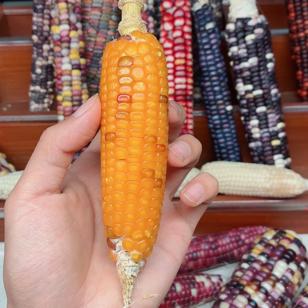 吉***见吊坠白玉菩提文玩玉米毛料精品