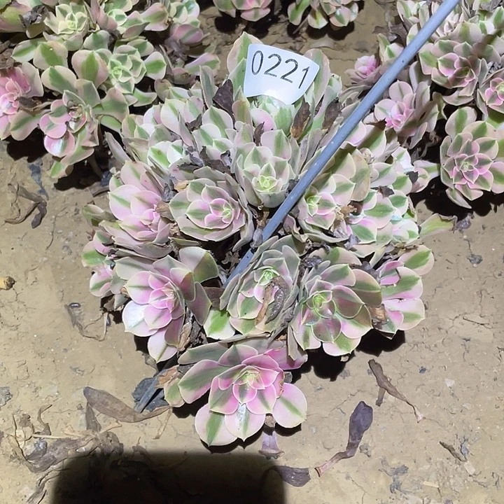 多肉植物法师221女巫