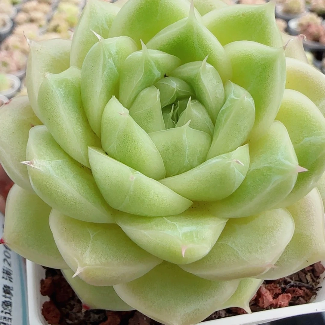 花语逸镜0513-13