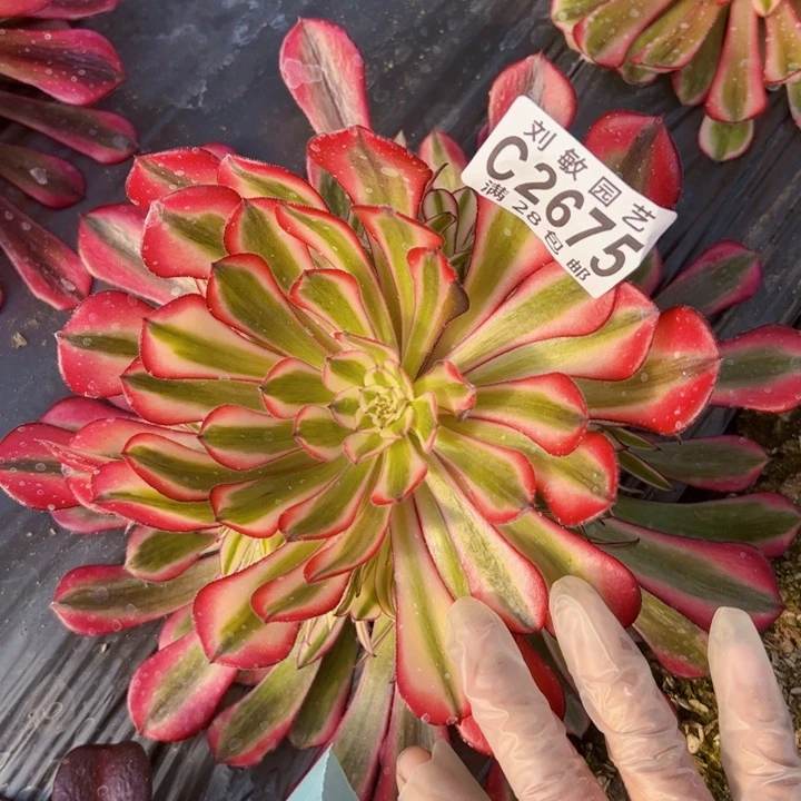 2675多肉植物法师法师