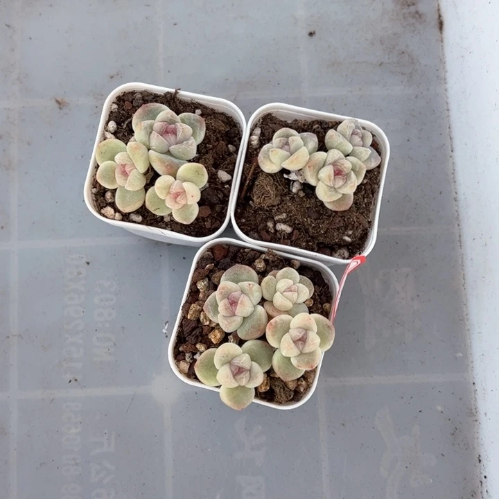 A一物一拍专拍的