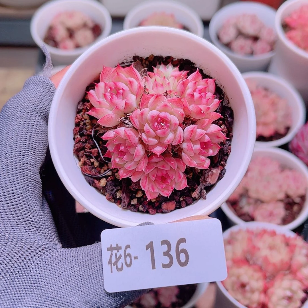 花06-136海王群生