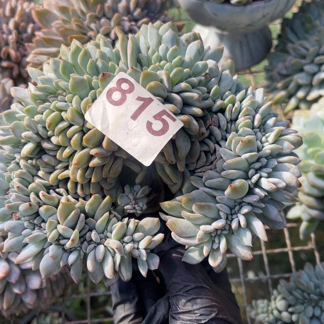 815号588899888868