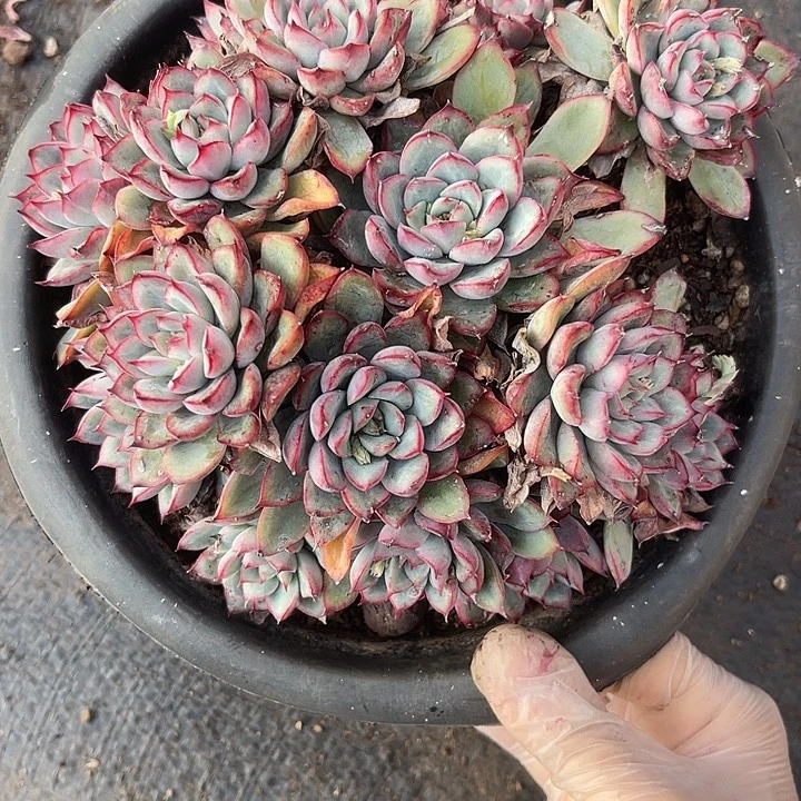 灼***幽两单包邮，一物一拍