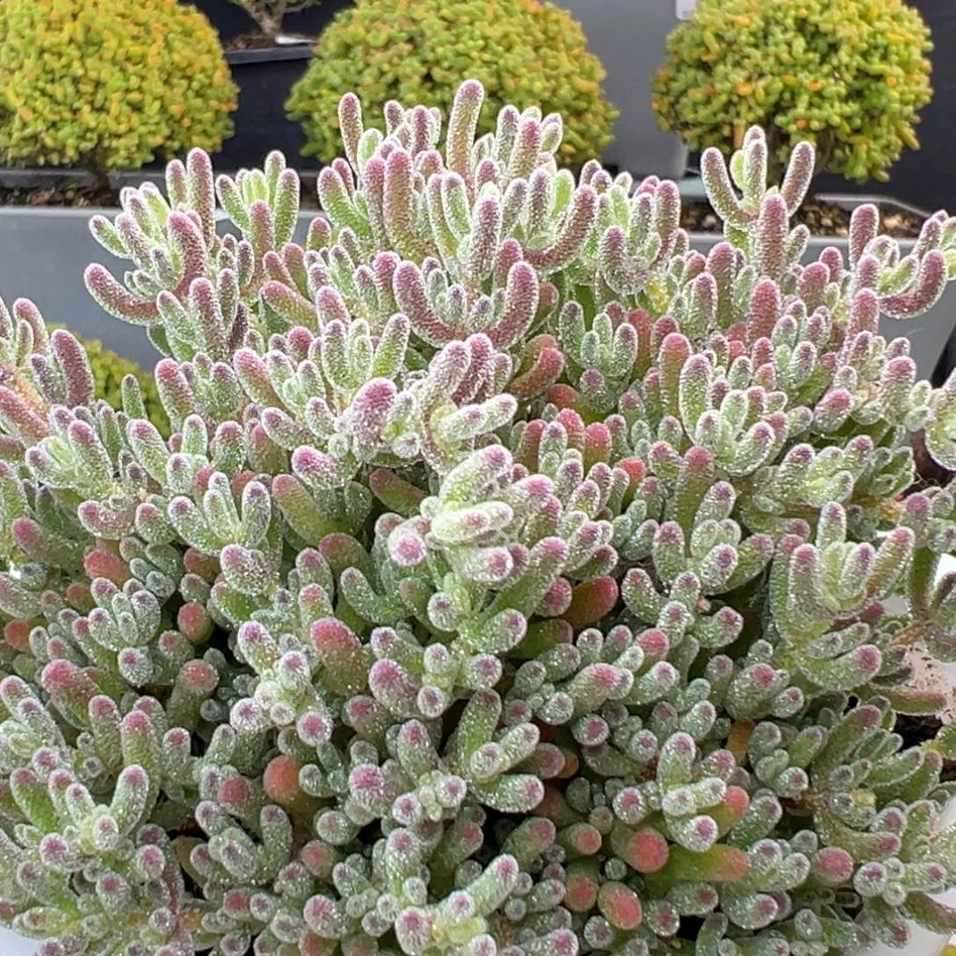 dy5420小老桩冰晶冠幅9.5cm