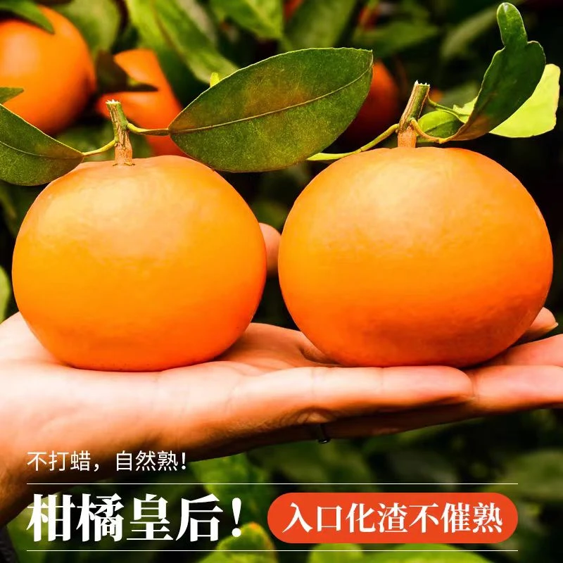 广西武鸣沃柑新鲜采摘应季水果皮薄多汁香甜柑橘