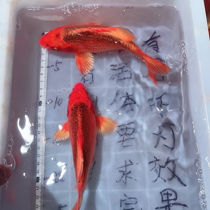 蝴蝶鲤鱼渔场直发07