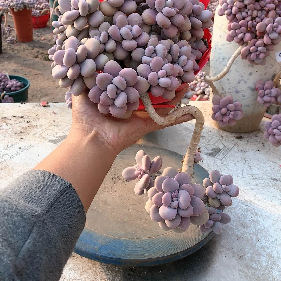 56一物一拍桃蛋老桩