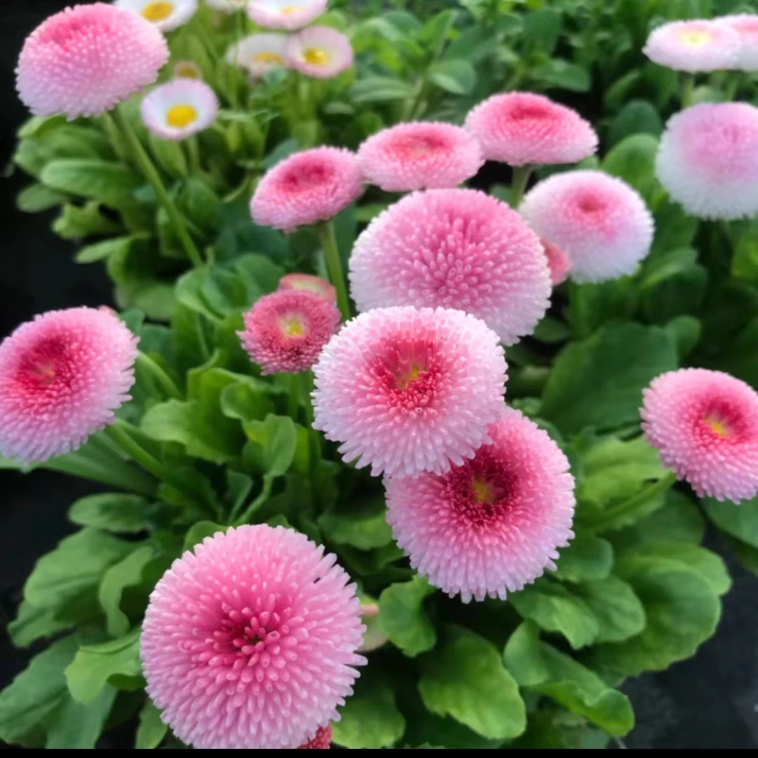 小雏菊花苗盆栽好养四季开花阳台庭院绿植耐寒包邮 可爱绒球