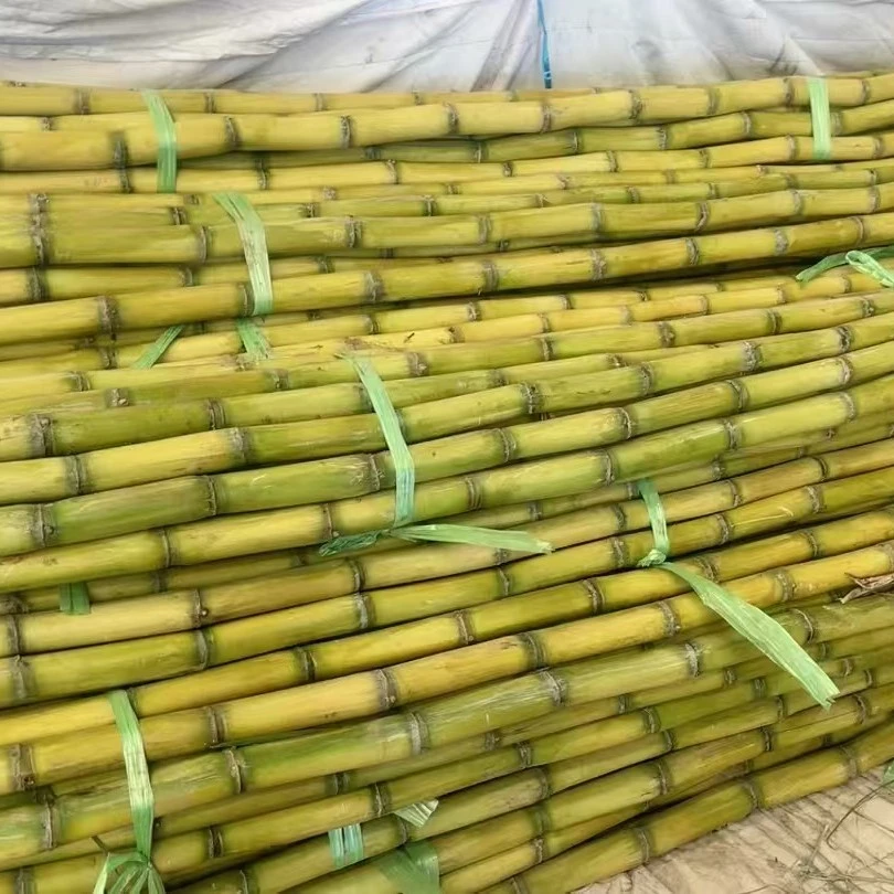 广西甘蔗（一根）