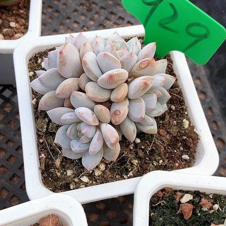 癫**女多肉植物与芙蓉929
