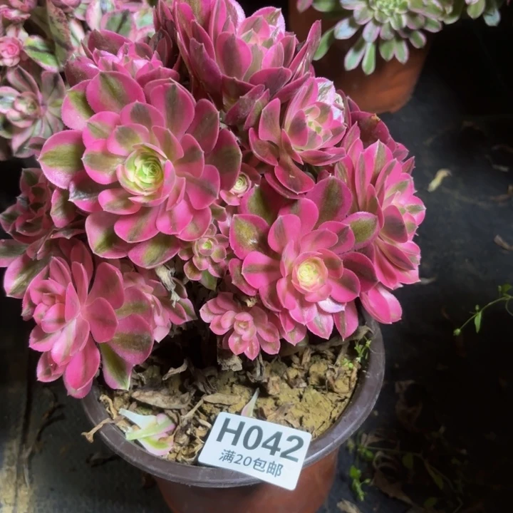 瑞妈一物一拍042