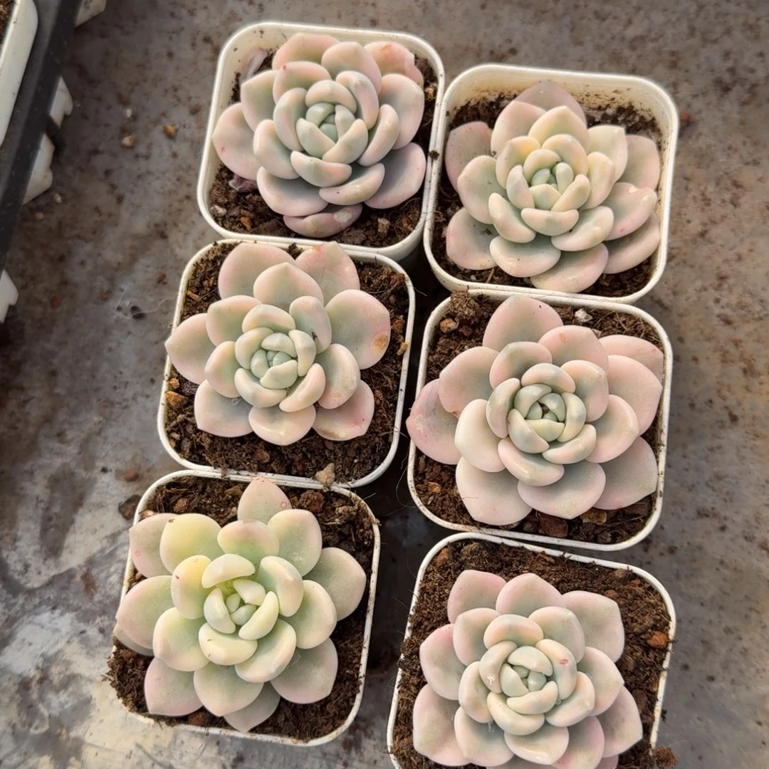 若桃锦一颗的价格多肉锦