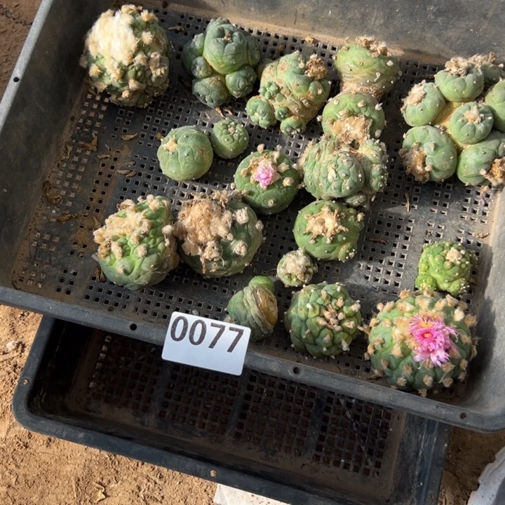 一筐海鲜仙人球077号