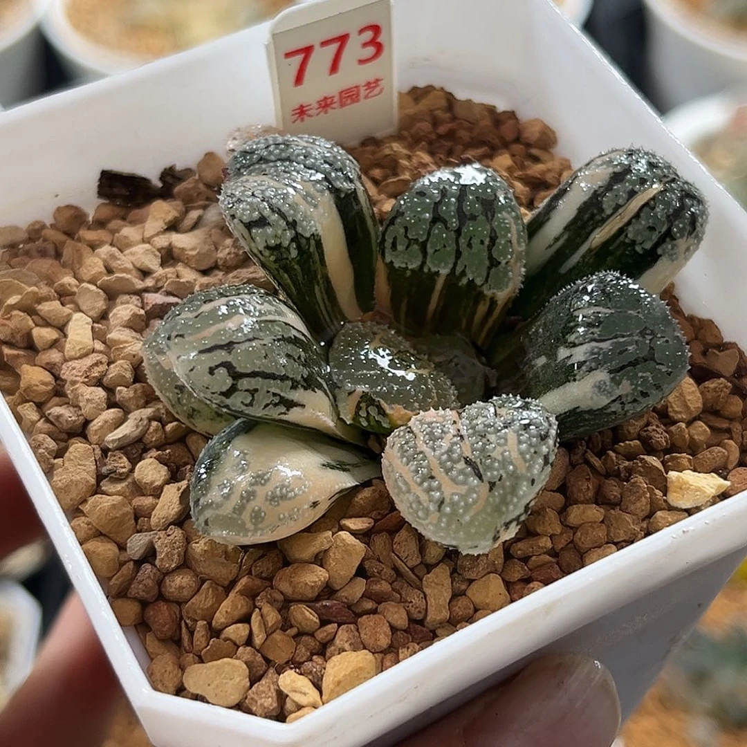 773魔多寿锦福利福利福利
