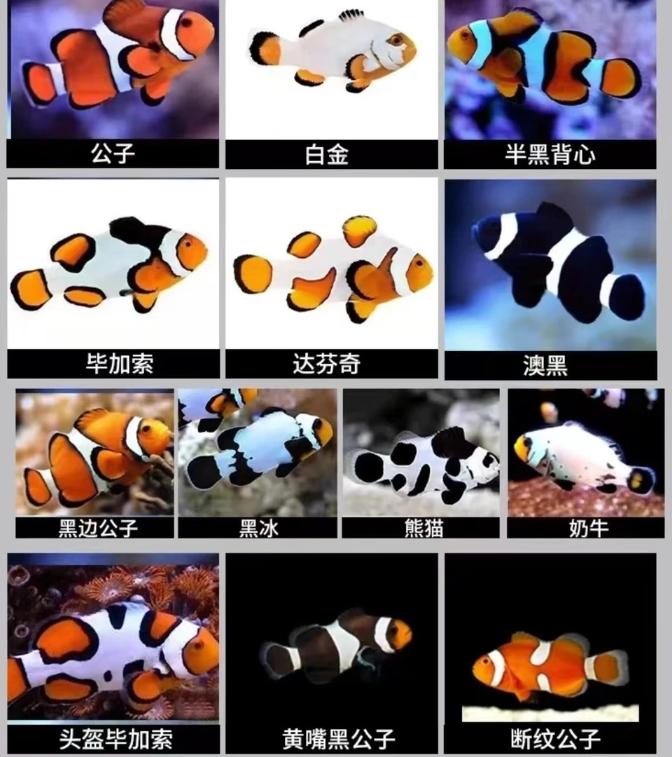 尼莫小丑鱼海水观赏鱼公子小丑鱼奥黑番茄熊猫毕加索混养活体饲养