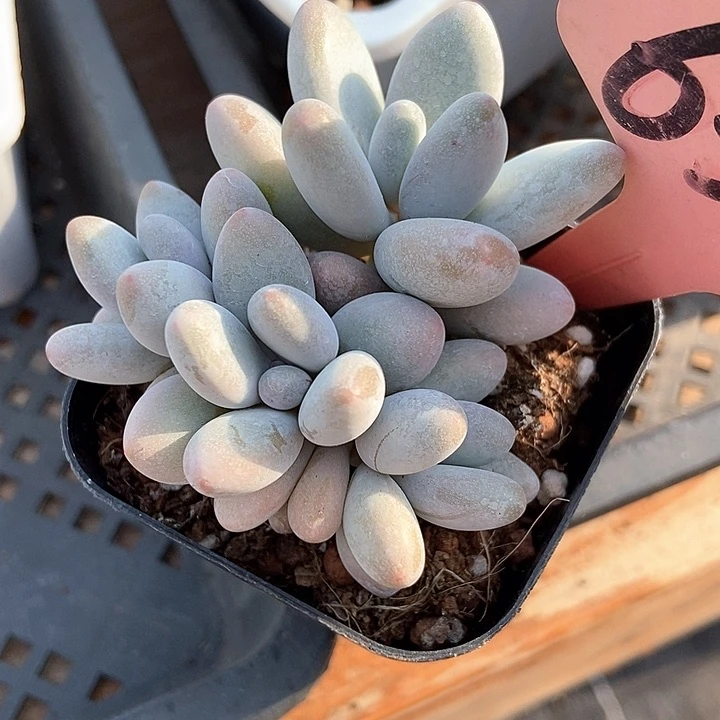 小*?多肉植物企鹅630