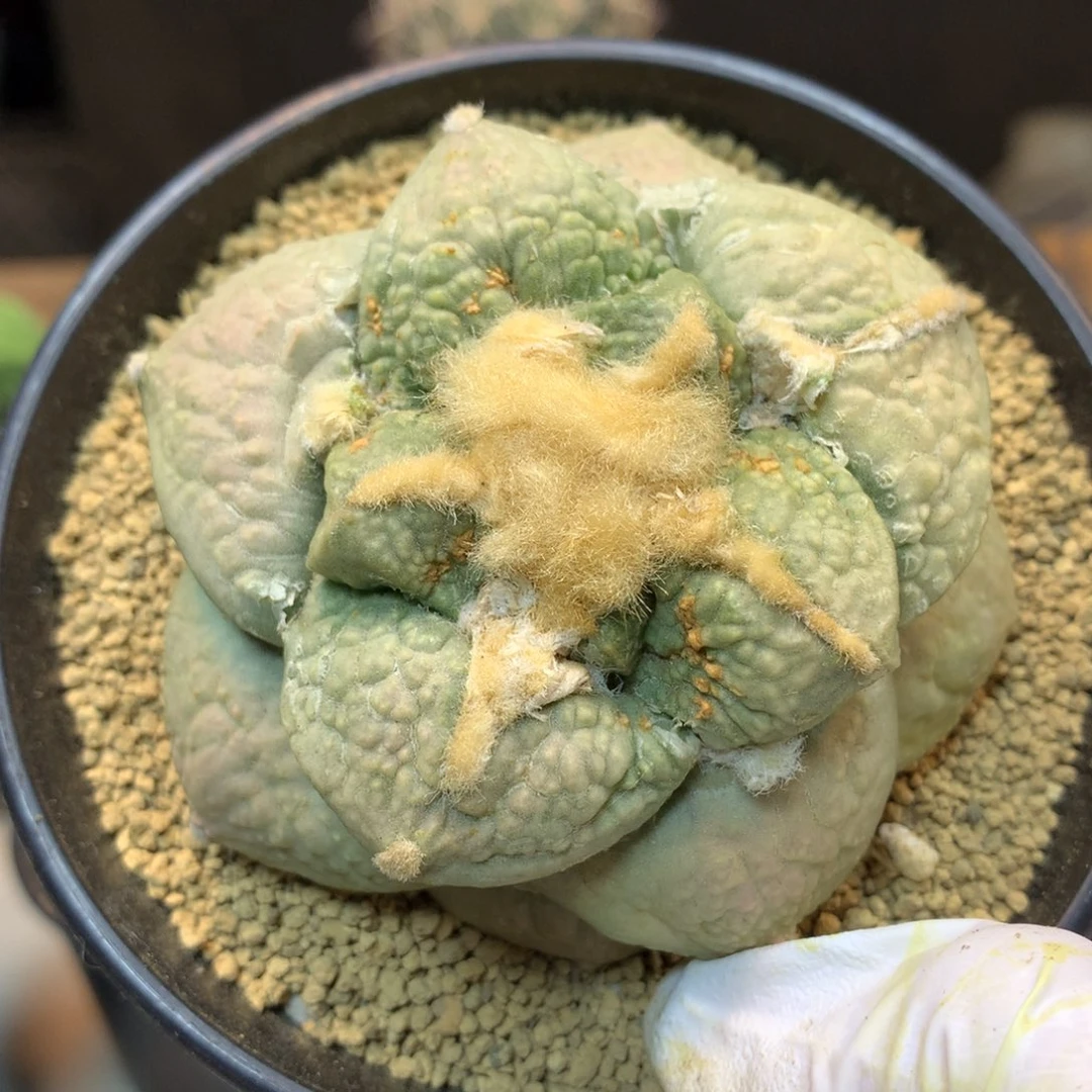 43号 出根 蓝白肌龟甲连山带中筋 7.5公分