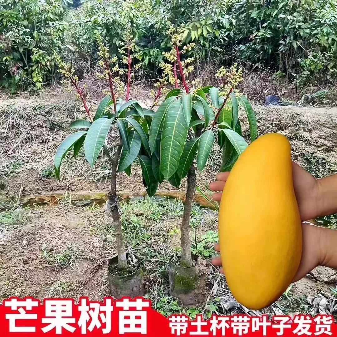 正宗嫁接含金煌贵妃桂七台农芒适合庭院种植