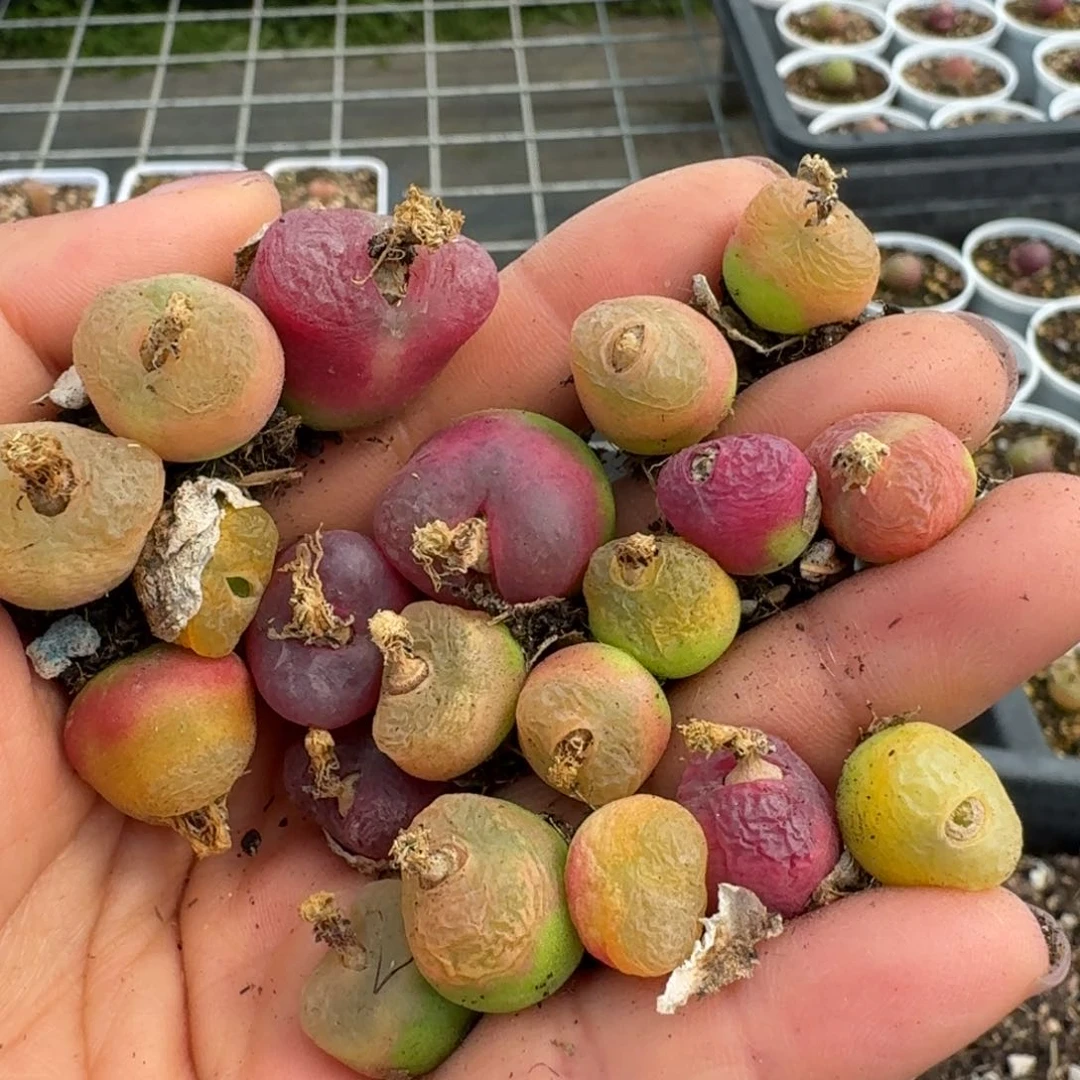 628毛汉尼20颗88555508