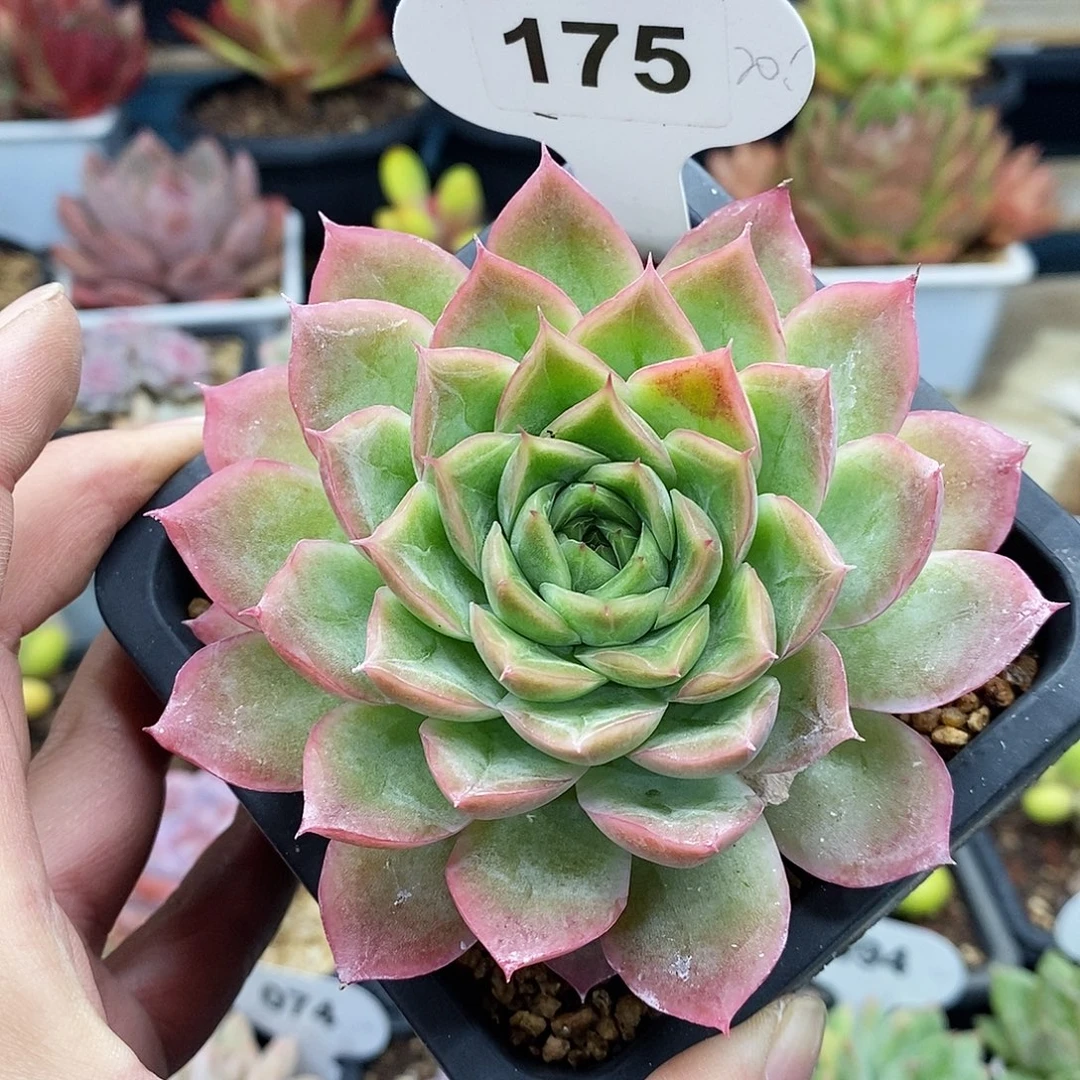 东云月影单头，会议期间将在