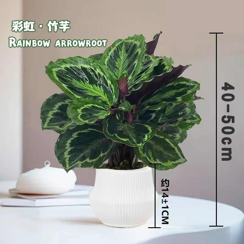 宝塔盆彩虹40-50公分竹芋新手家居好养易活高颜值办公室水土培