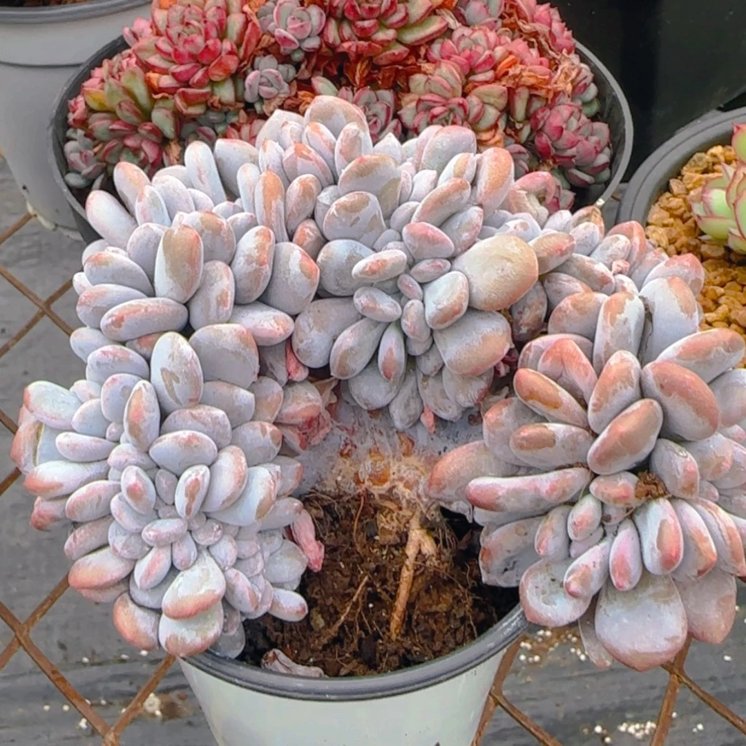 【闪购商品】粉兔缀9.9