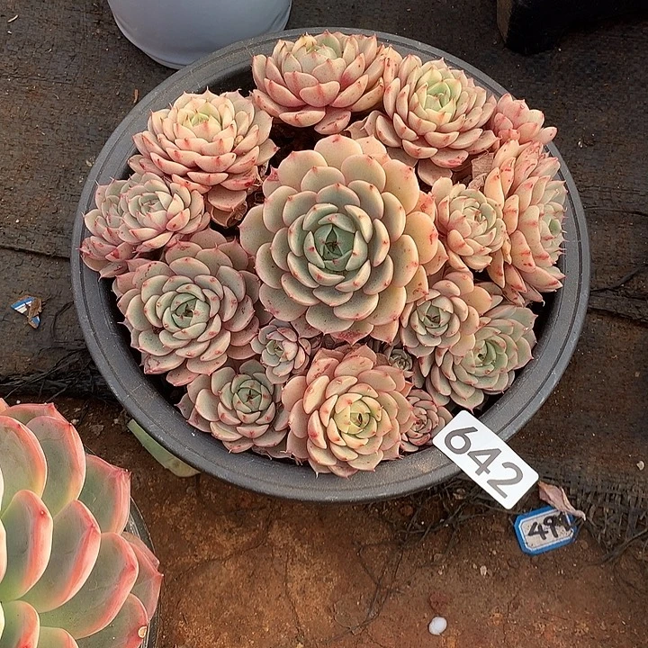 642笨巴蒂斯一物一拍多肉